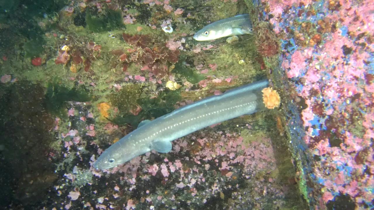 붕장어(아나고)와 문어를 보다