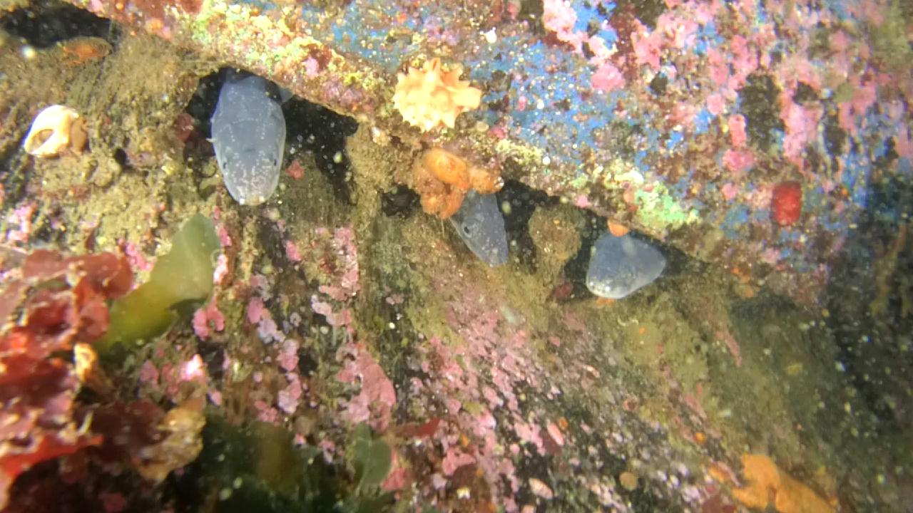 붕장어(아나고)와 문어를 보다