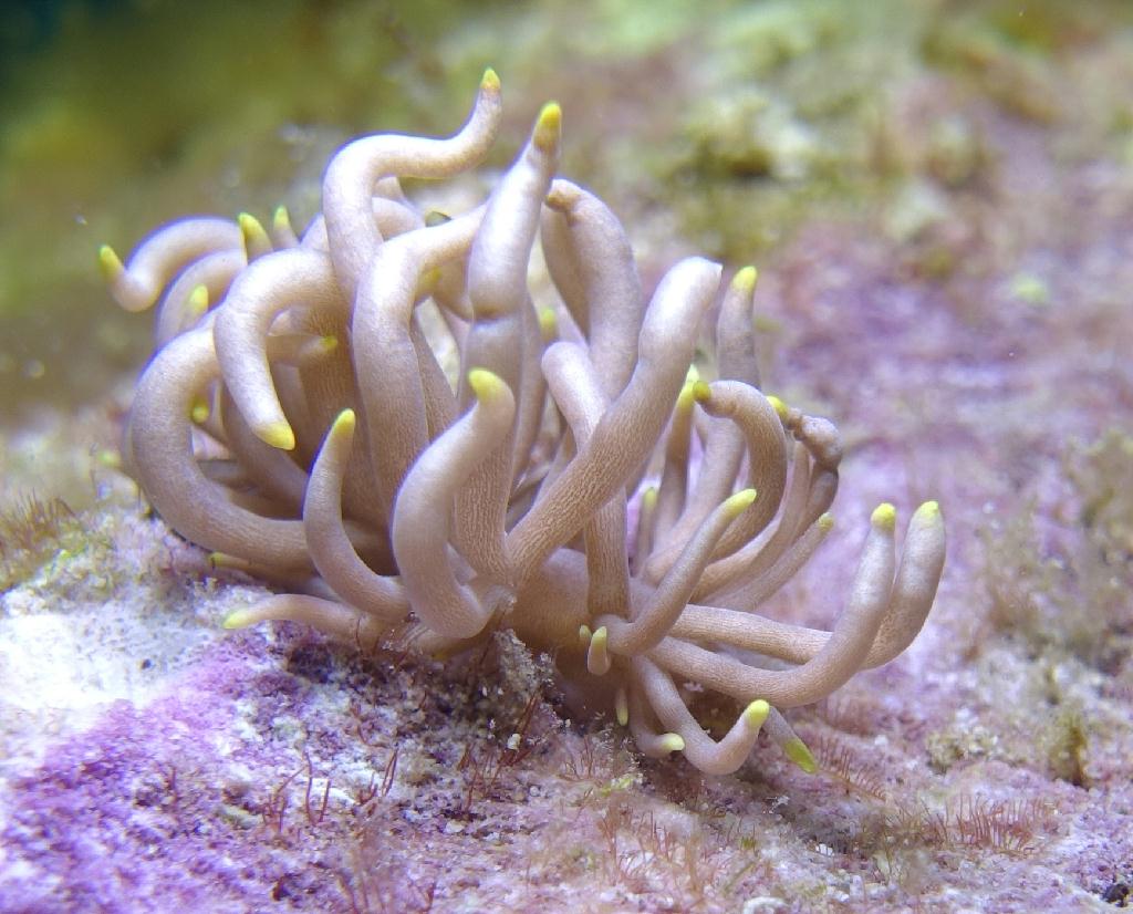 아닐라오 #06 - 킹콩 - Koala