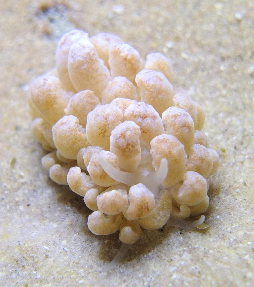 아닐라오 #06 - 킹콩 - Koala