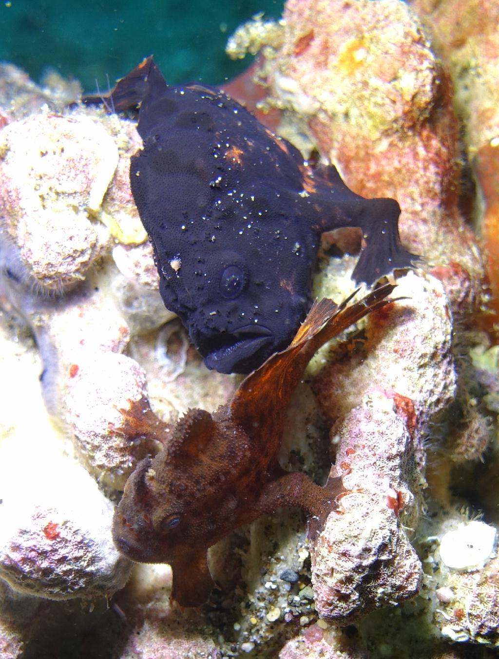 아닐라오 #06 - 킹콩 - Same Same