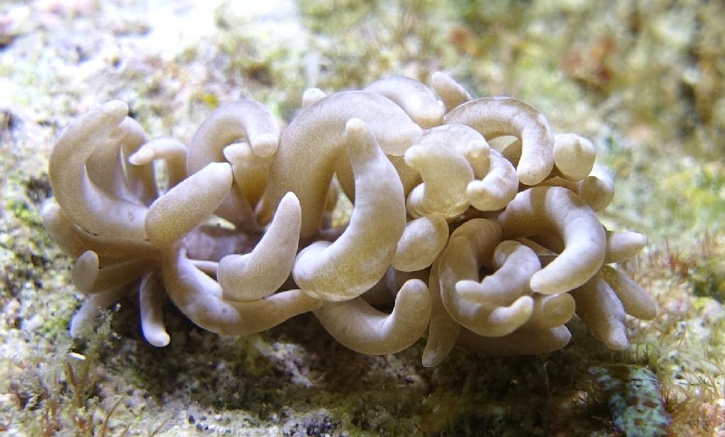 아닐라오 #06 - 킹콩 - Koala