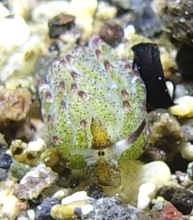 아닐라오 #06 - 킹콩 - Same Same