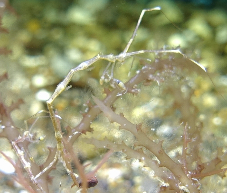 아닐라오 #06 - 킹콩 - Same Same