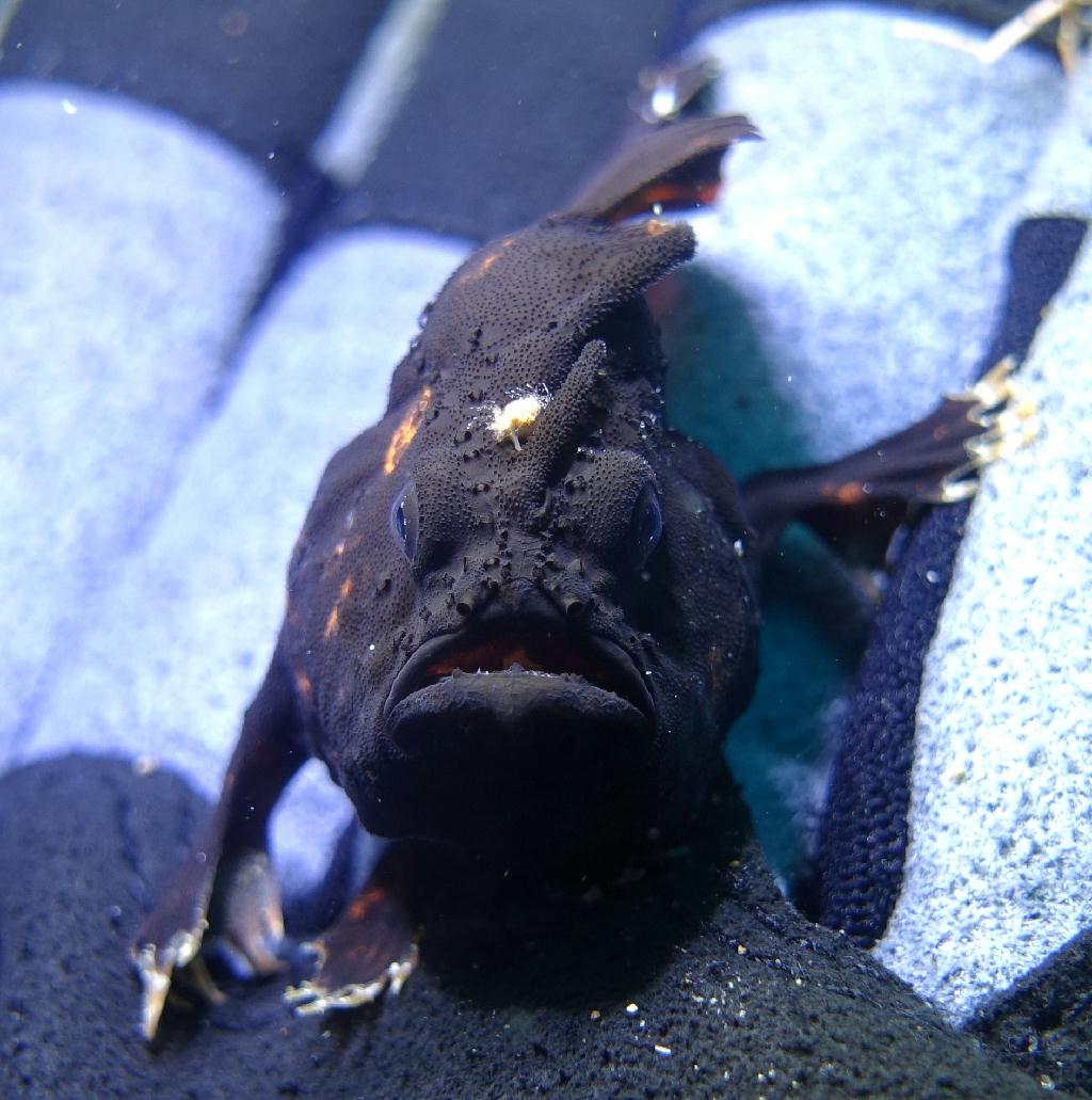 아닐라오 #06 - 킹콩 - Same Same