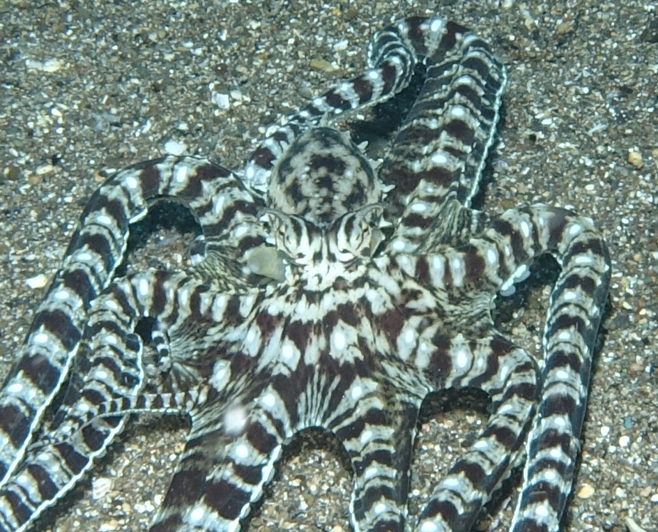 아닐라오 #06 - 킹콩 - Same Same