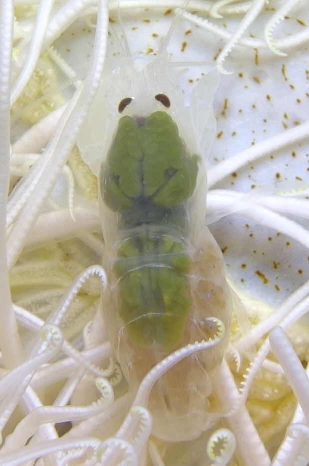 아닐라오 #06 - 킹콩 - Same Same