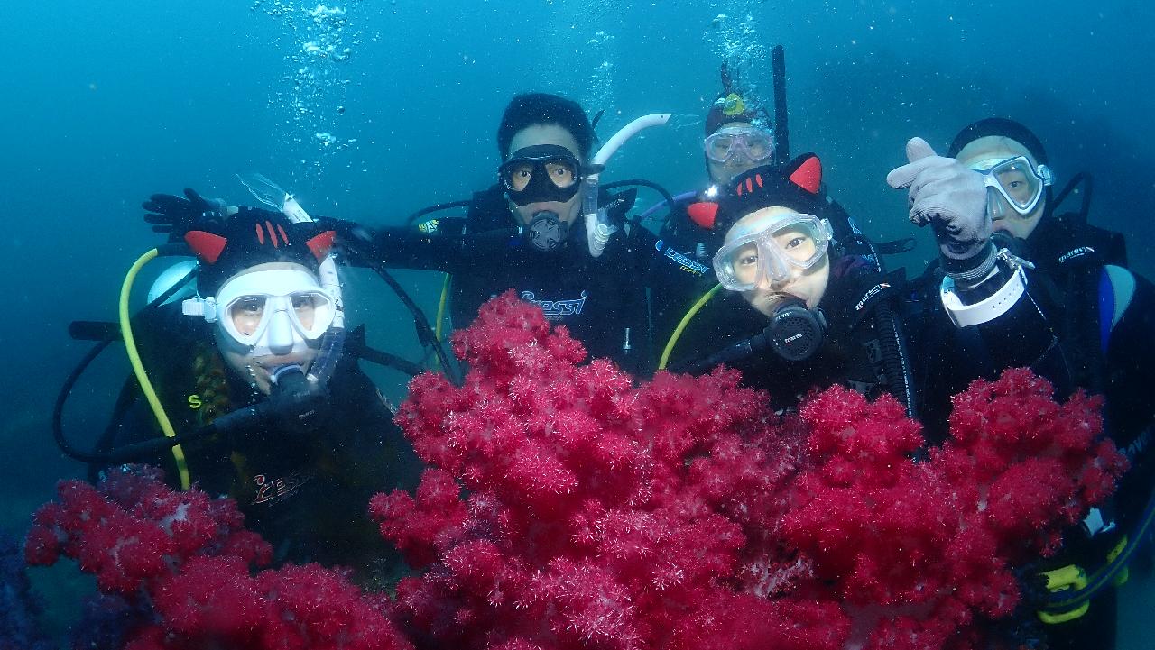 Scuba Diving in Jeju Island